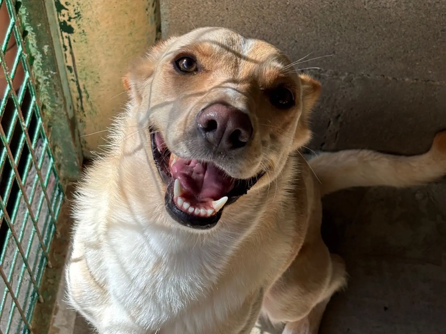 Adozione cane, maschio, Razza sconosciuta Razza sconosciuta, 2 anni e 5 mesi, taglia media, Milano