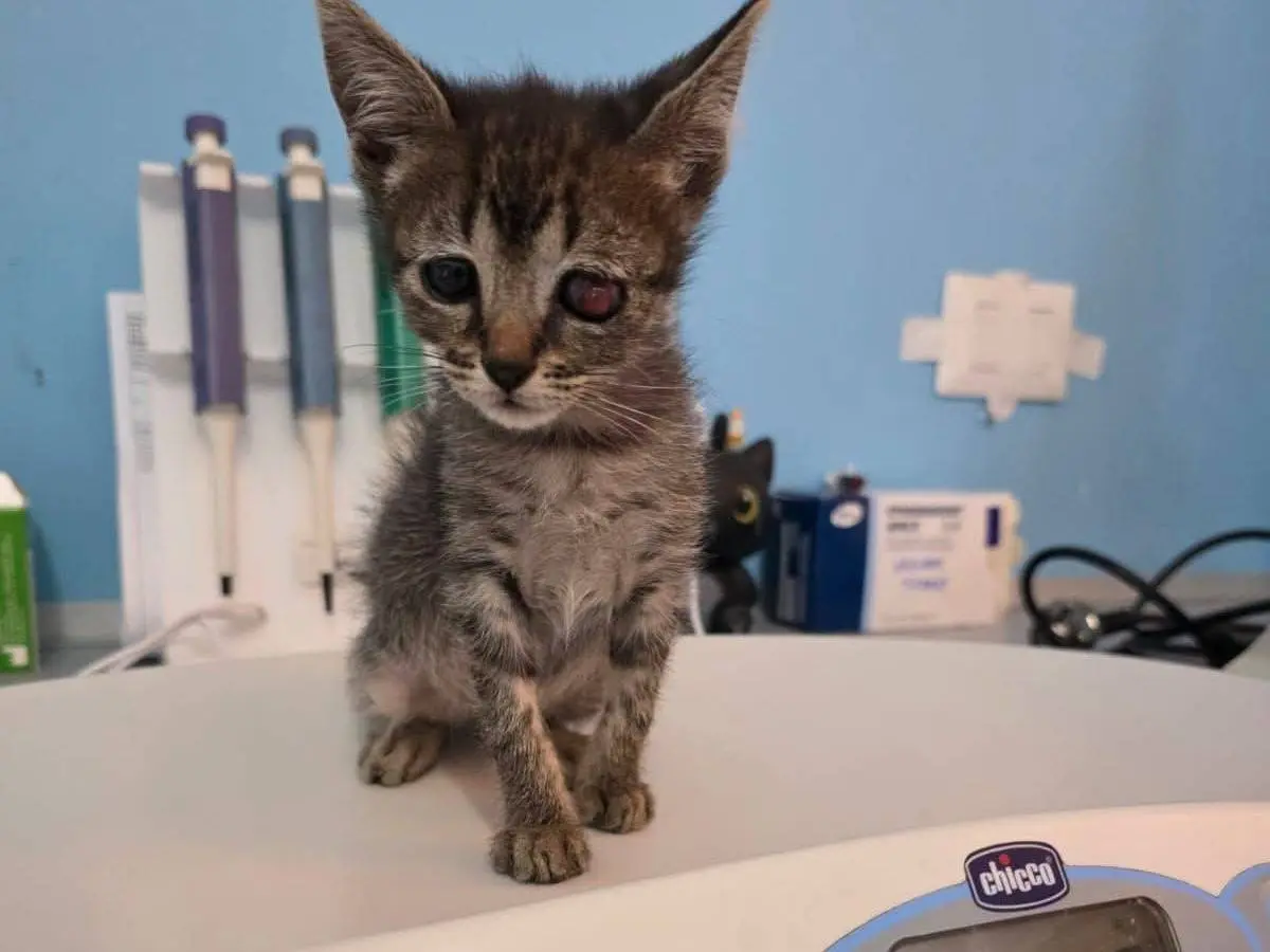 Adotta un gatto, femmina, 1 mese, Reggio