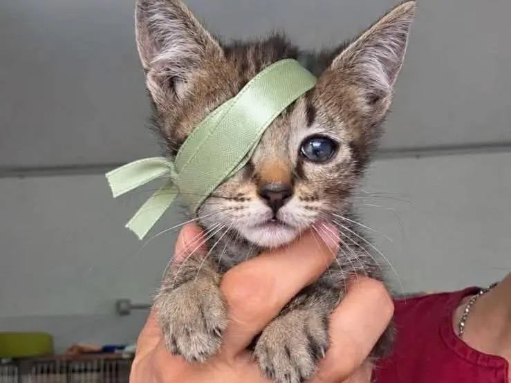 Adozione gatto, femmina, Razza sconosciuta Razza sconosciuta, 1 mese, taglia non valida, Reggio