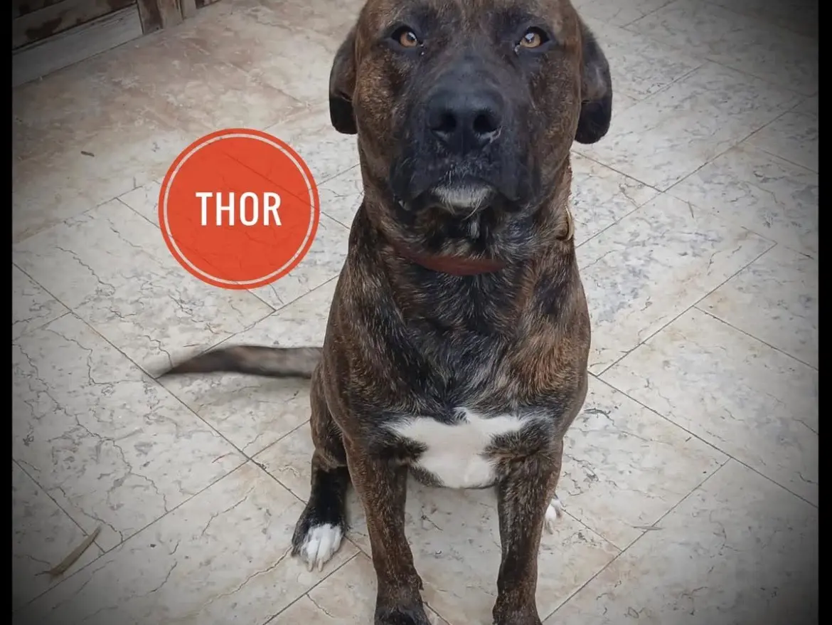 Adozione cane, maschio, Corso Razza sconosciuta, 3 anni e 5 mesi, taglia grande, Verona