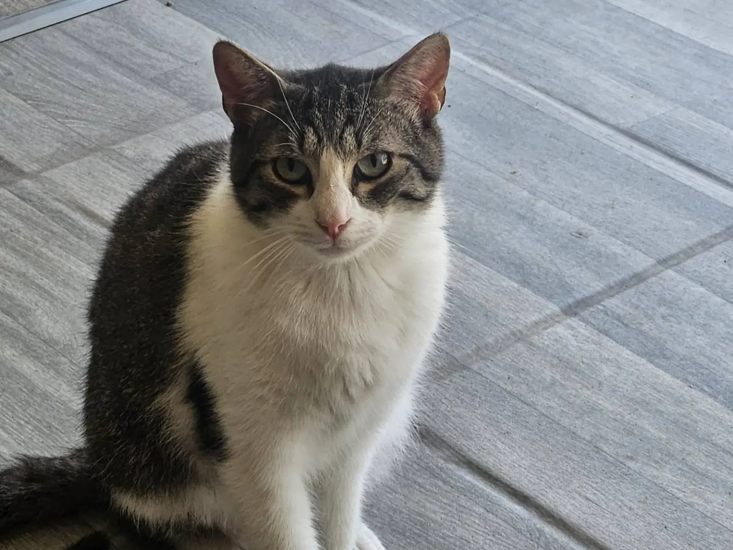 Adozione gatto, maschio, Razza sconosciuta Razza sconosciuta, 2 anni e 10 mesi, taglia non valida, Terni