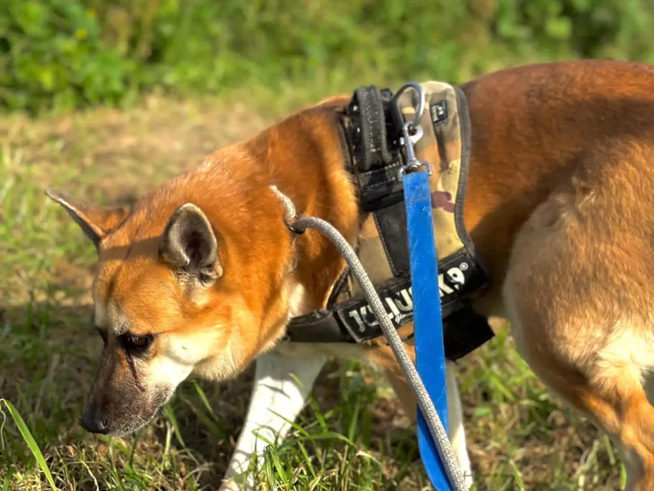 Vuoi adottare un cane a Napoli?