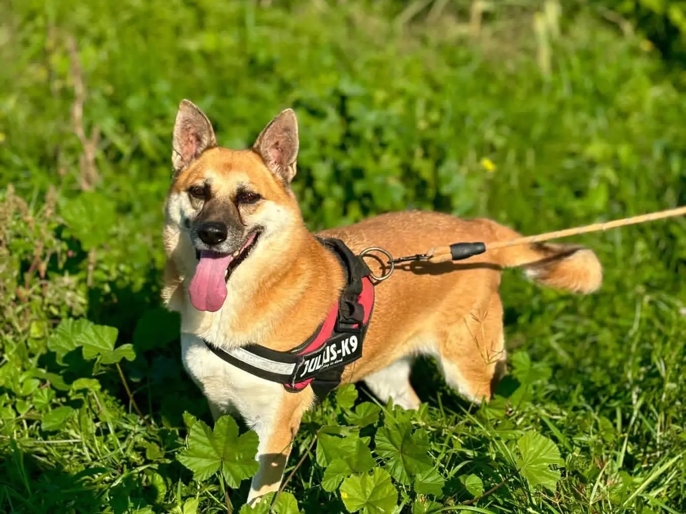 Adotta un cane, taglia media, femmina, Napoli