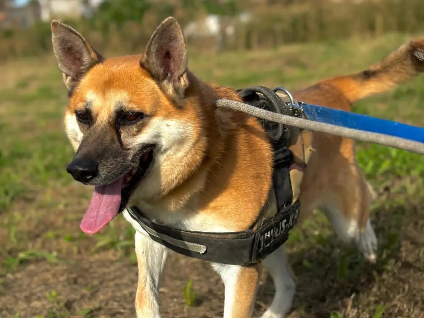 Adotta un cane, femmina, 8 anni e 3 mesi, Napoli