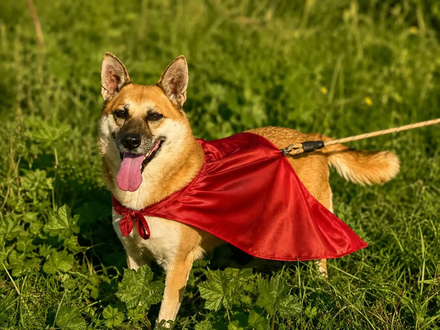 Adozione cane, femmina, Razza sconosciuta Razza sconosciuta, 8 anni e 3 mesi, taglia media, Napoli