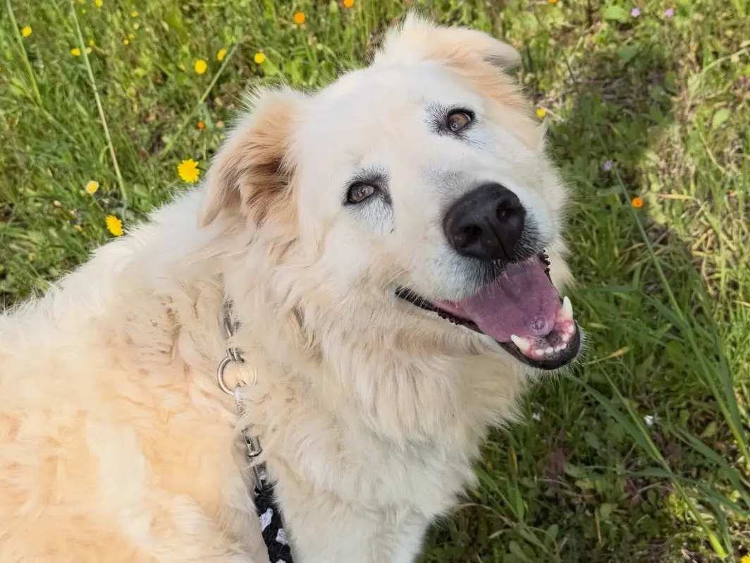 Adotta un cane, femmina, 4 anni e 3 mesi, Taranto