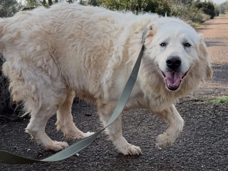 Vuoi adottare un cane a Taranto?