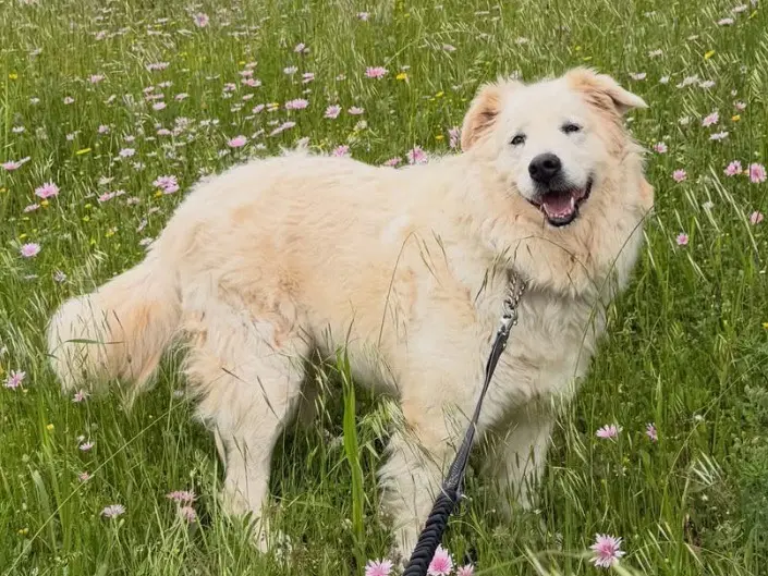 Adozione cane, femmina, Pastore maremmano Razza sconosciuta, 4 anni e 3 mesi, taglia grande, Taranto