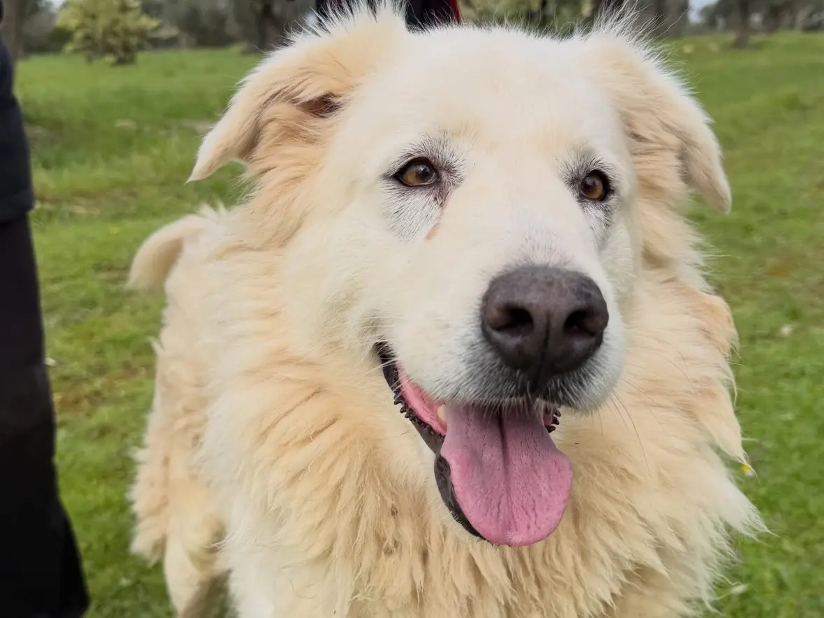 Adotta un cane, taglia grande, femmina, Taranto