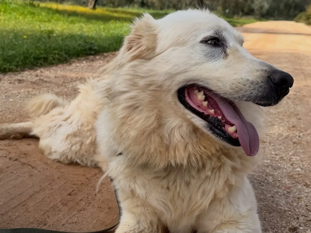 Adotta il cane Maya a Taranto