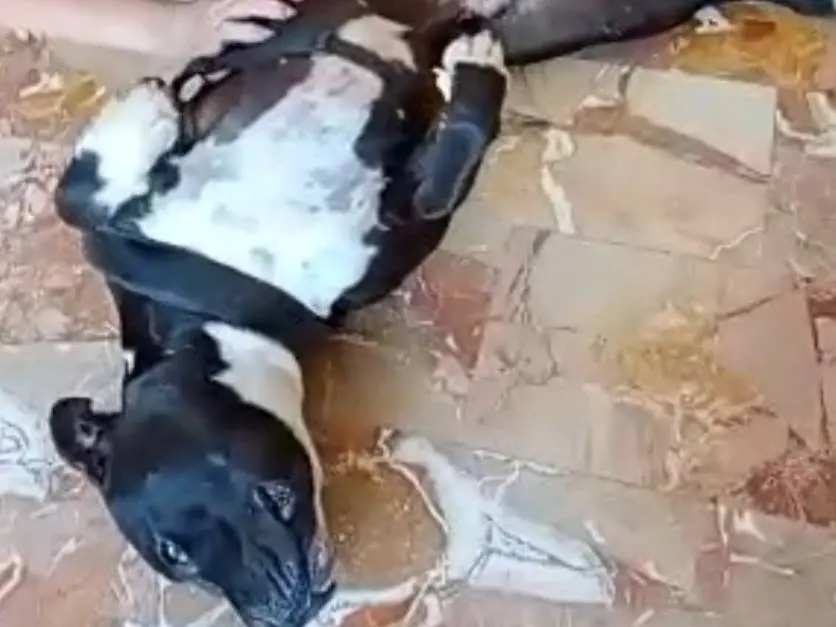 Vuoi adottare un cane a Mantova?