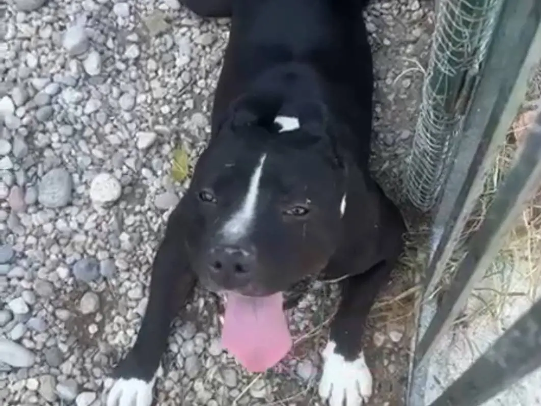 Adotta un cane, maschio, 3 anni e 4 mesi, Mantova