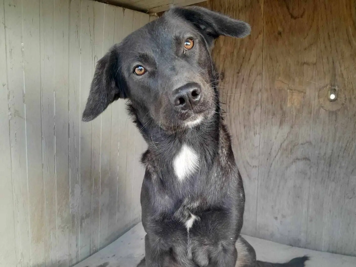 Adozione cane, maschio, meticcio, 3 anni, taglia media contenuta, Catania
