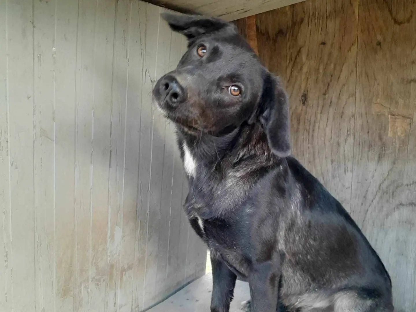 Adotta un cane, taglia media contenuta, maschio, Catania