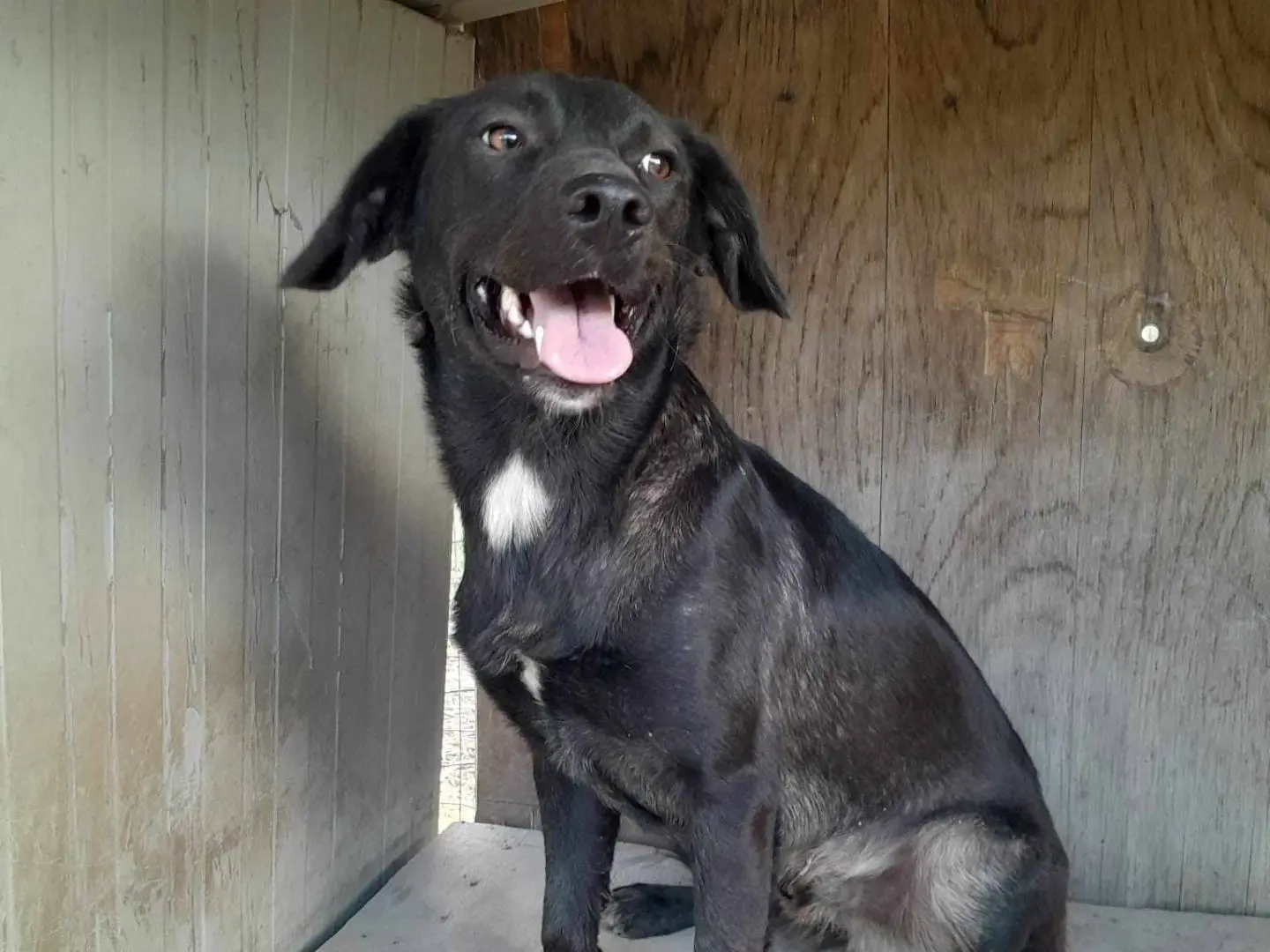 Adotta un cane, maschio, 3 anni, Catania