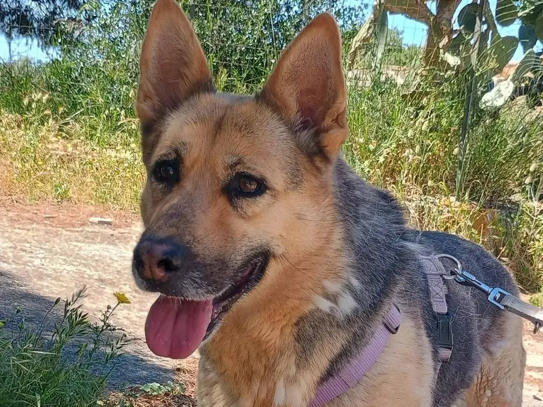 Adozione cane, femmina, Pastore tedesco Razza sconosciuta, 7 anni e 9 mesi, taglia grande, Ragusa