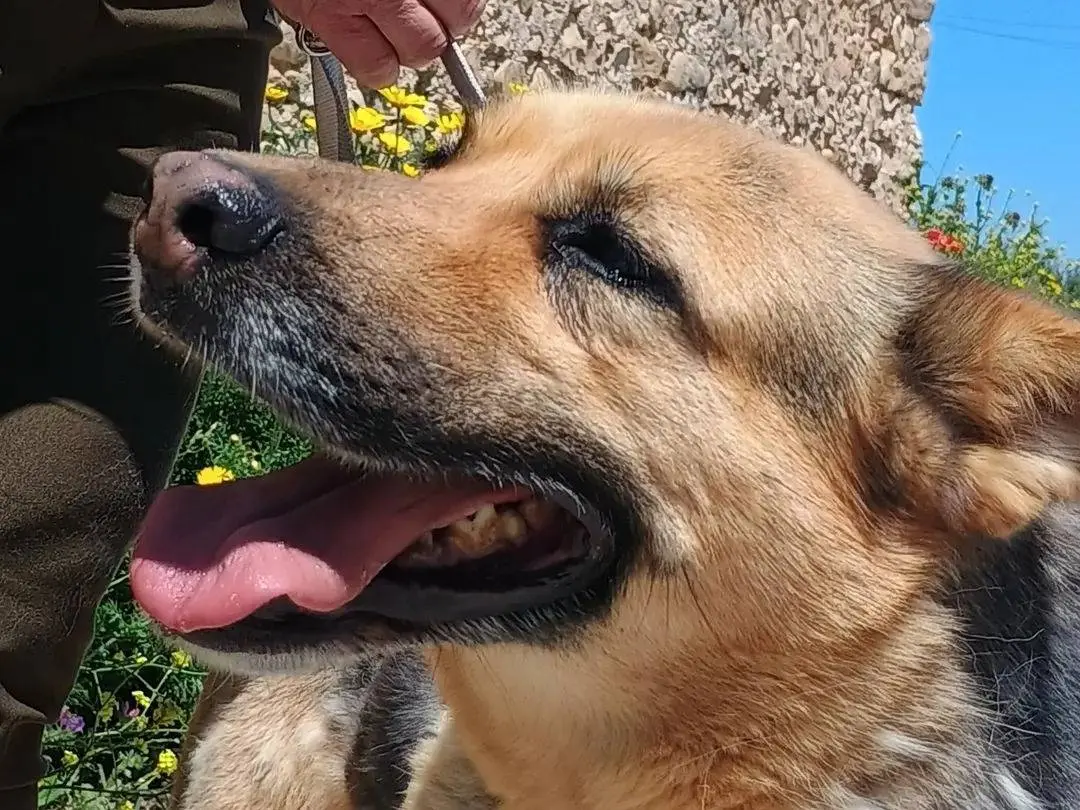 Vuoi adottare un cane a Ragusa?