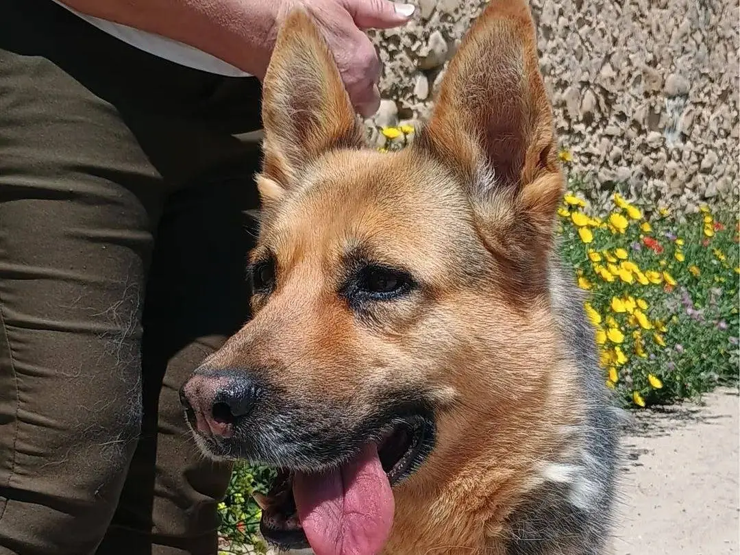 Adotta un cane, femmina, 7 anni e 9 mesi, Ragusa