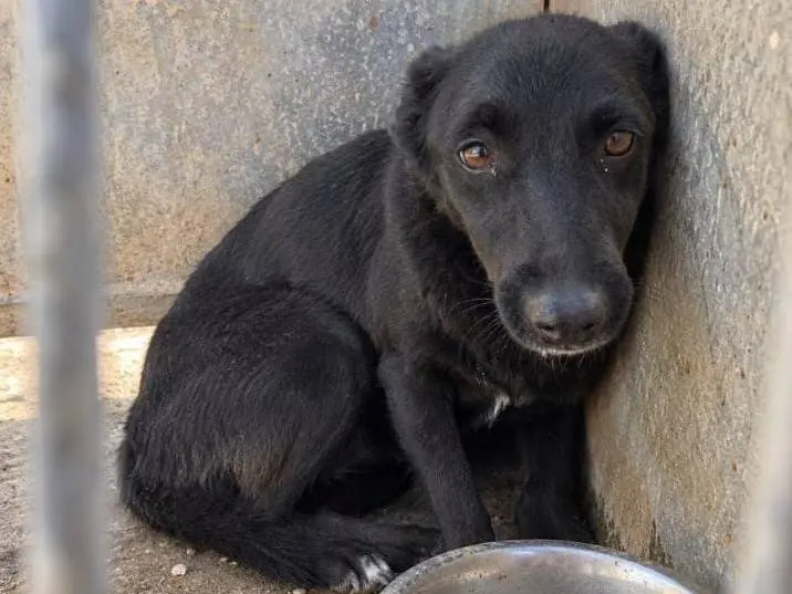 Adozione cane, femmina, Razza sconosciuta Razza sconosciuta, 10 anni e 1 mese, taglia piccola, Biella