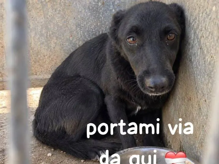 Adotta un cane, femmina, 10 anni e 1 mese, Biella