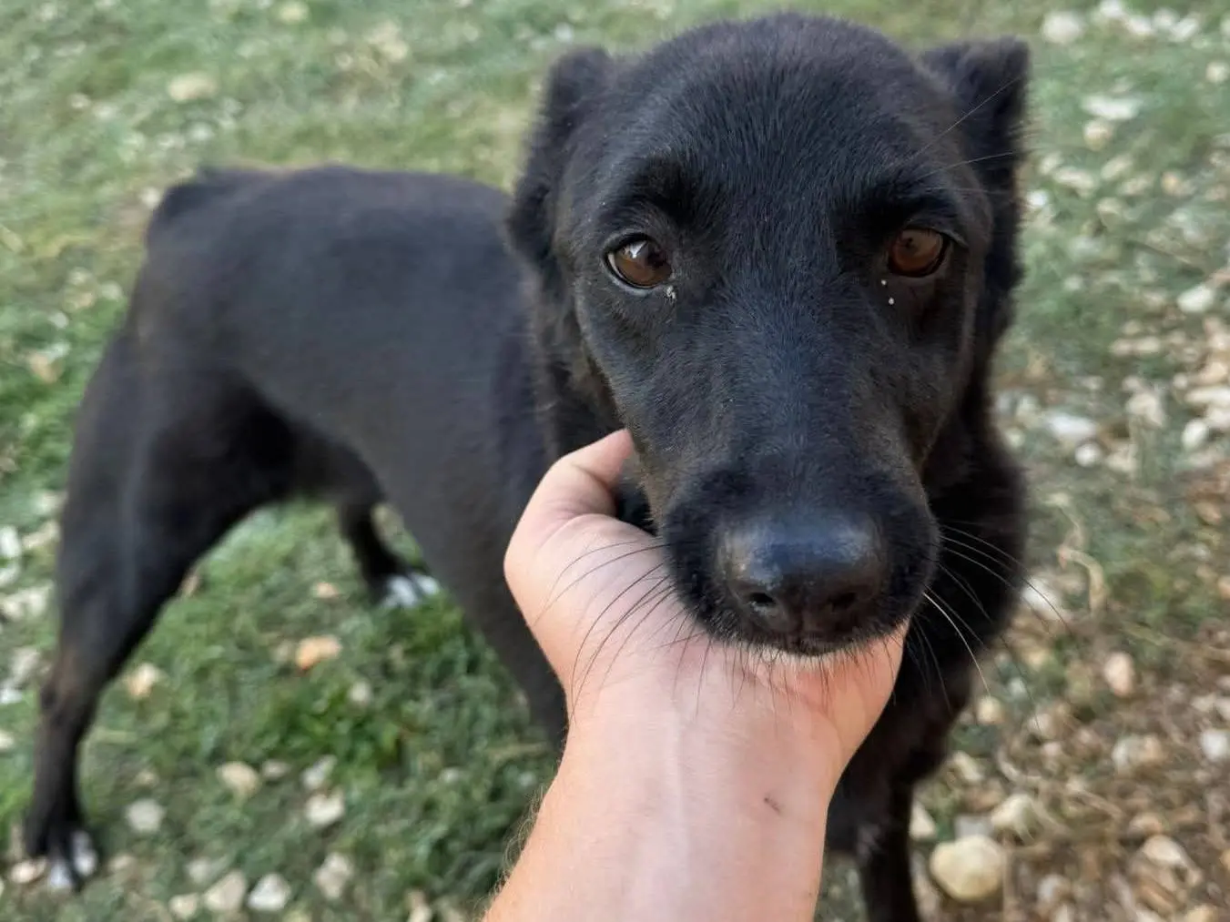 Adotta un cane, taglia piccola, femmina, Biella