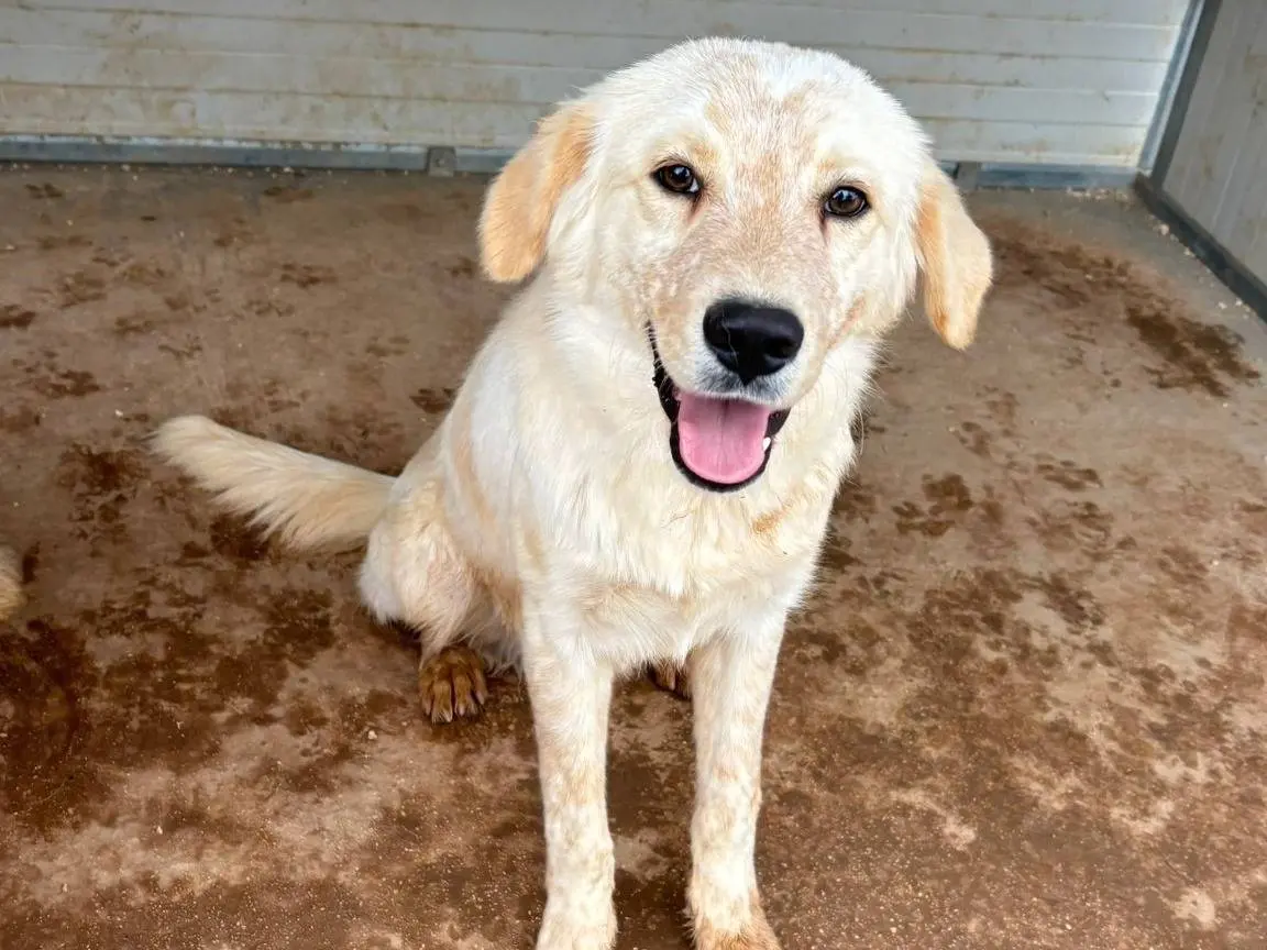 Adozione cane, maschio, Razza sconosciuta Razza sconosciuta, 1 anno e 9 mesi, taglia media contenuta, Taranto