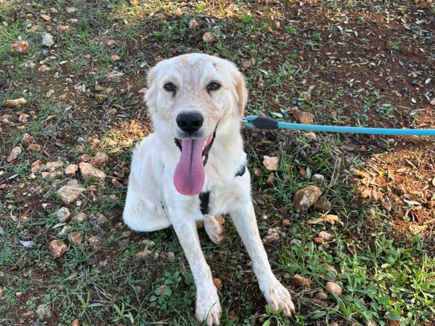 Adotta un cane, taglia media contenuta, maschio, Taranto
