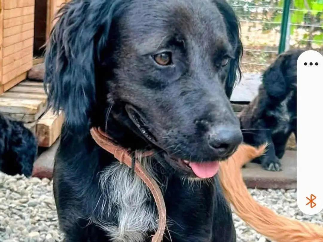 Adotta un cane, femmina, 2 anni e 4 mesi, Matera