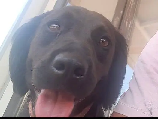 Adozione cane, femmina, Razza sconosciuta Razza sconosciuta, 2 anni e 4 mesi, taglia media, Matera