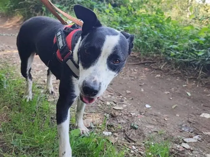 Adozione cane, femmina, meticcio, 6 anni e 7 mesi, taglia media, Napoli
