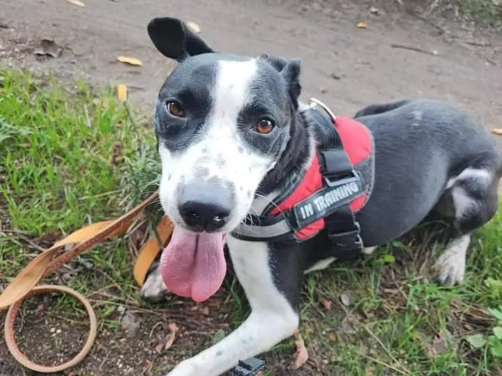 Adotta un cane, taglia media, femmina, Napoli