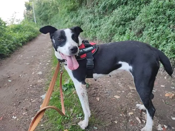 Adotta un cane, femmina, 6 anni e 7 mesi, Napoli