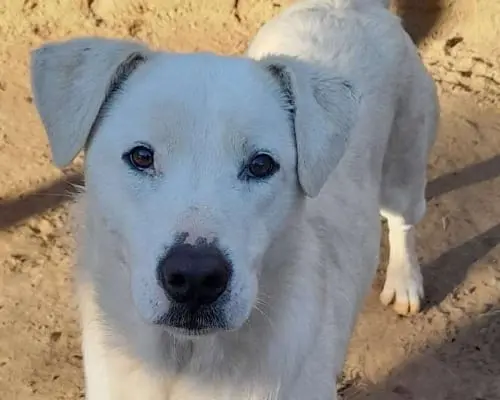 Adotta un cane, femmina, 5 anni e 3 mesi, Roma