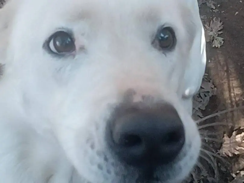 Adozione cane, femmina, Razza sconosciuta Labrador Retriever, 5 anni e 3 mesi, taglia grande, Roma