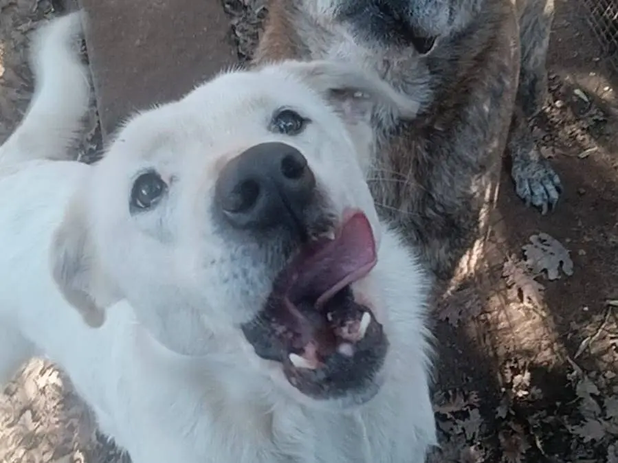 Adotta il cane Heidi a Roma
