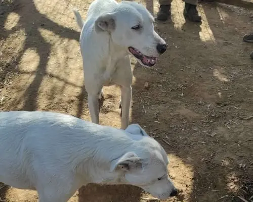 Adotta un cane, taglia grande, femmina, Roma