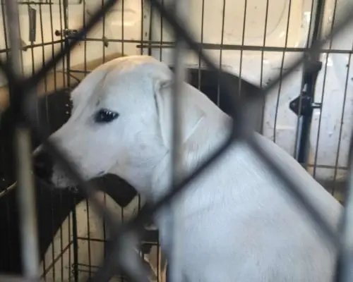 Vuoi adottare un cane a Roma?