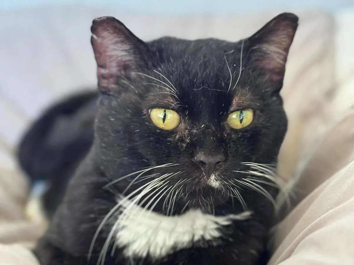 Vuoi adottare un gatto a Pisa?