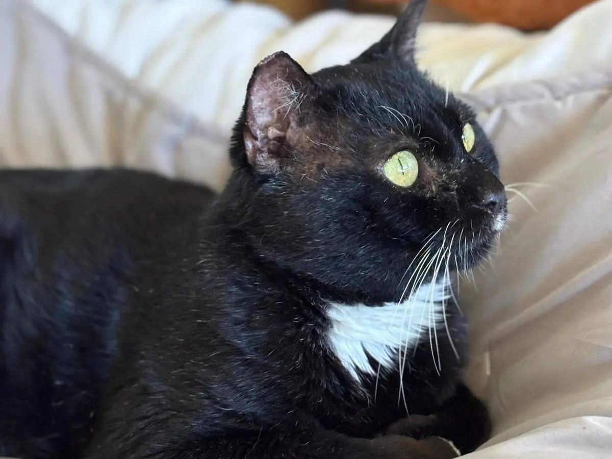 Adotta un gatto, maschio, 10 anni e 9 mesi, Pisa