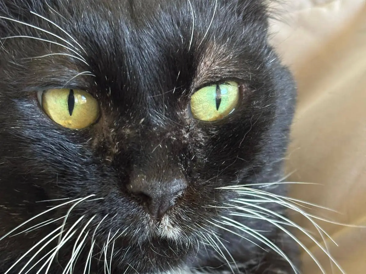 Adotta un gatto, taglia non valida, maschio, Pisa