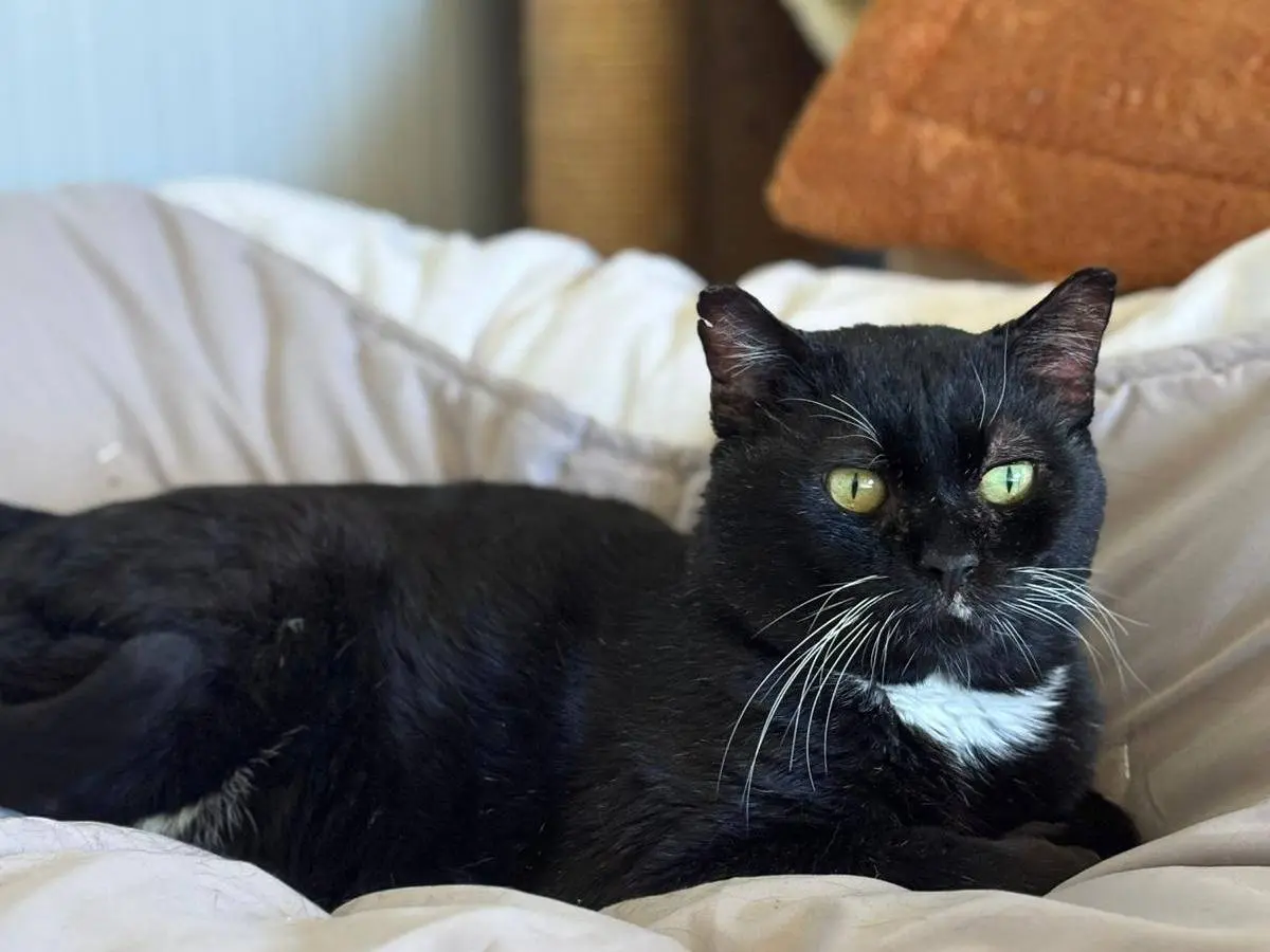 Adozione gatto, maschio, Razza sconosciuta Razza sconosciuta, 10 anni e 9 mesi, taglia non valida, Pisa