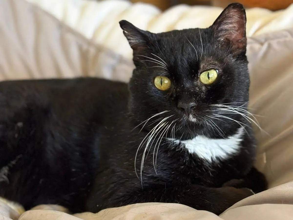 Adotta il gatto Filippo a Pisa