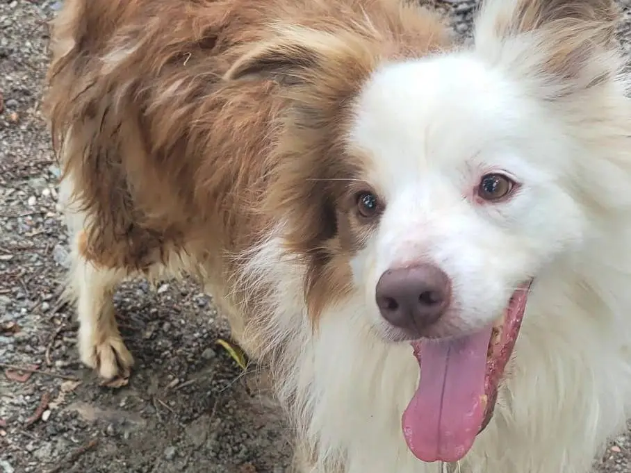 Adotta un cane, maschio, 11 anni e 2 mesi, Genova