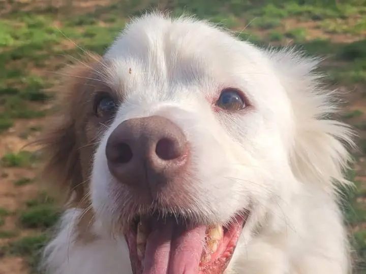 Adotta un cane, taglia media, maschio, Genova