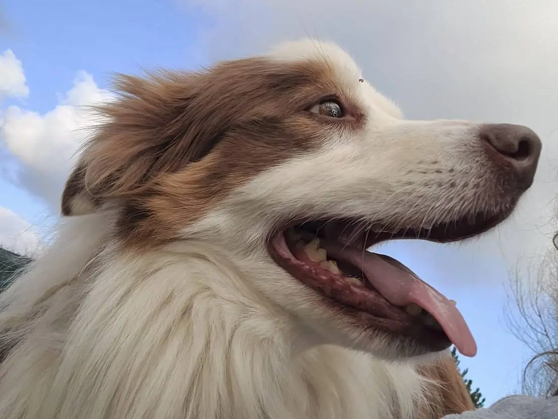 Adozione cane, maschio, Border Collie, 11 anni e 2 mesi, taglia media, Genova