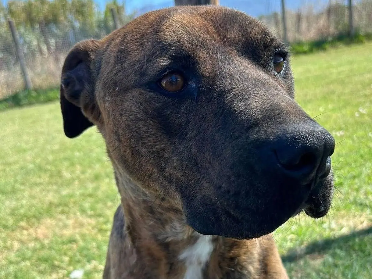 Adotta un cane, taglia grande, maschio, Latina