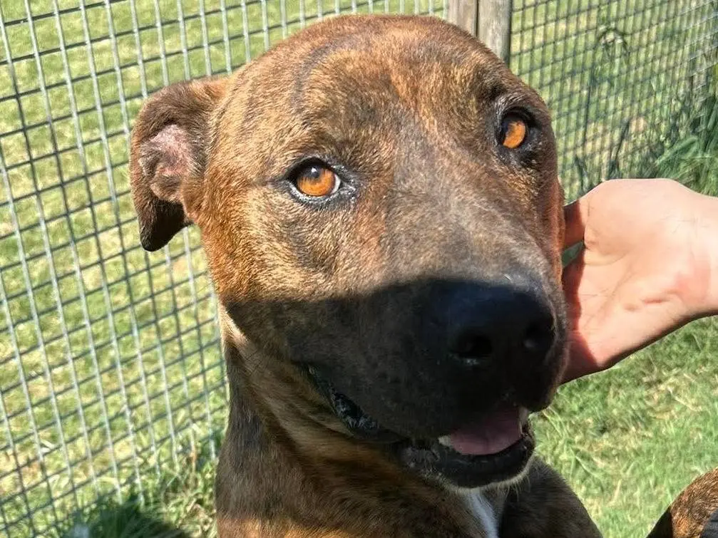 Vuoi adottare un cane a Latina?