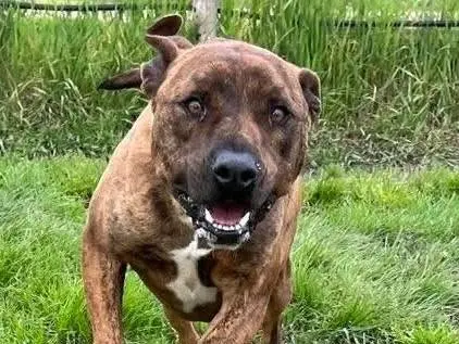 Adotta un cane, maschio, 6 anni e 4 mesi, Latina