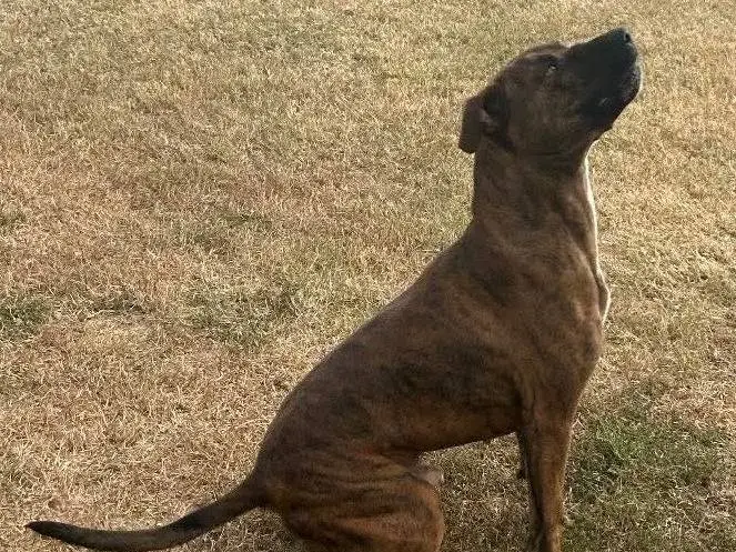 Adozione cane, maschio, Razza sconosciuta Razza sconosciuta, 6 anni e 4 mesi, taglia grande, Latina