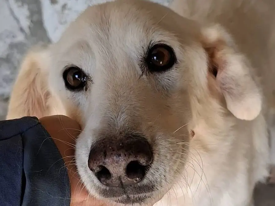 Adotta un cane, maschio, 14 anni e 4 mesi, Bergamo